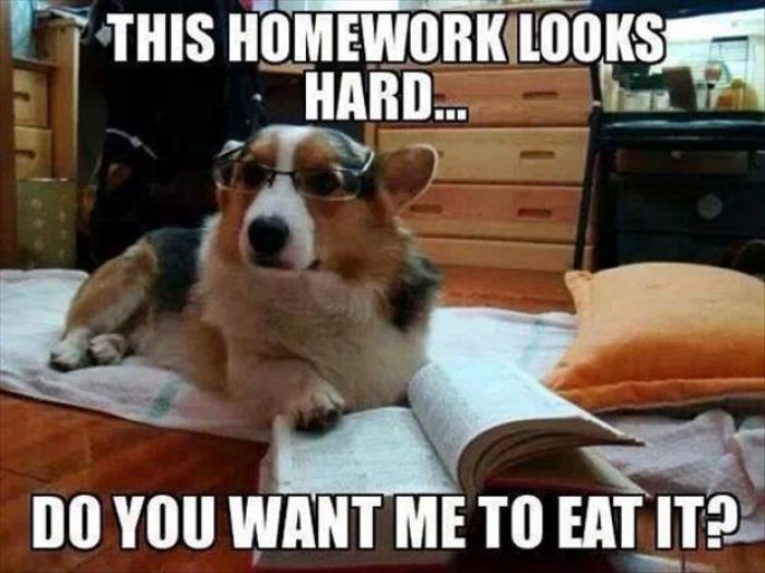 Funny-Homework-Meme
