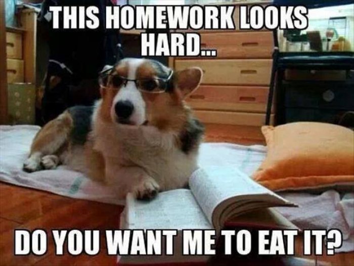 do your homework meme